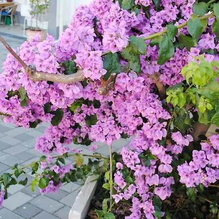 Micic 公寓 扎达尔